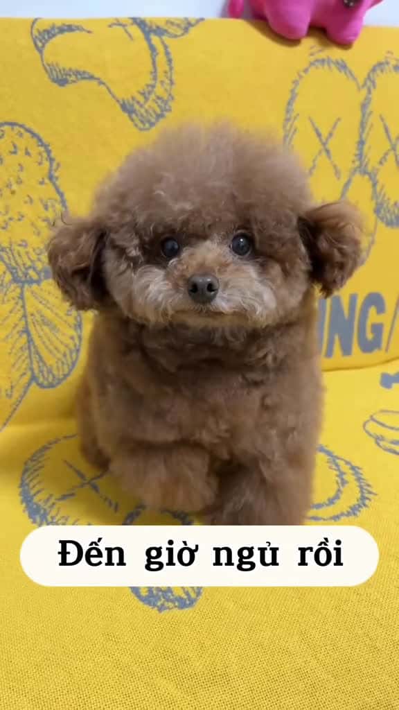 Cover for cunyeu fyp dog cute pet thucung poodle bunquystoc 60423 #trend