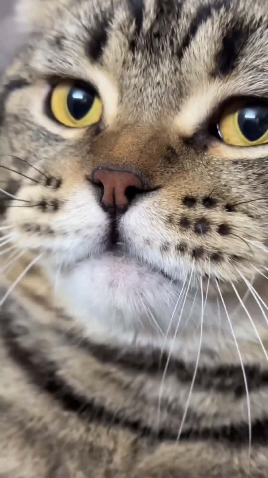 Cover for catlover