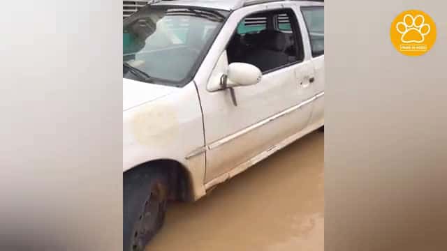 Cover for This Tiny Family Survived a Devastating Flood Inside an Abandoned Car and Was Rescued
