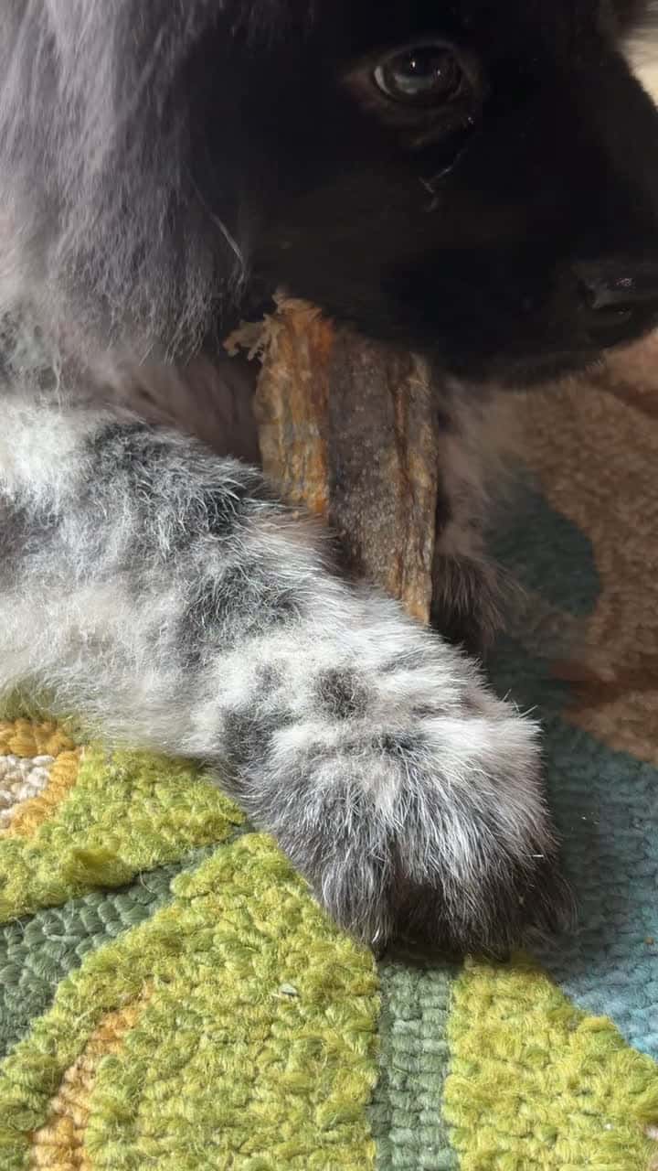 Cover for Snacking 🐾❤️