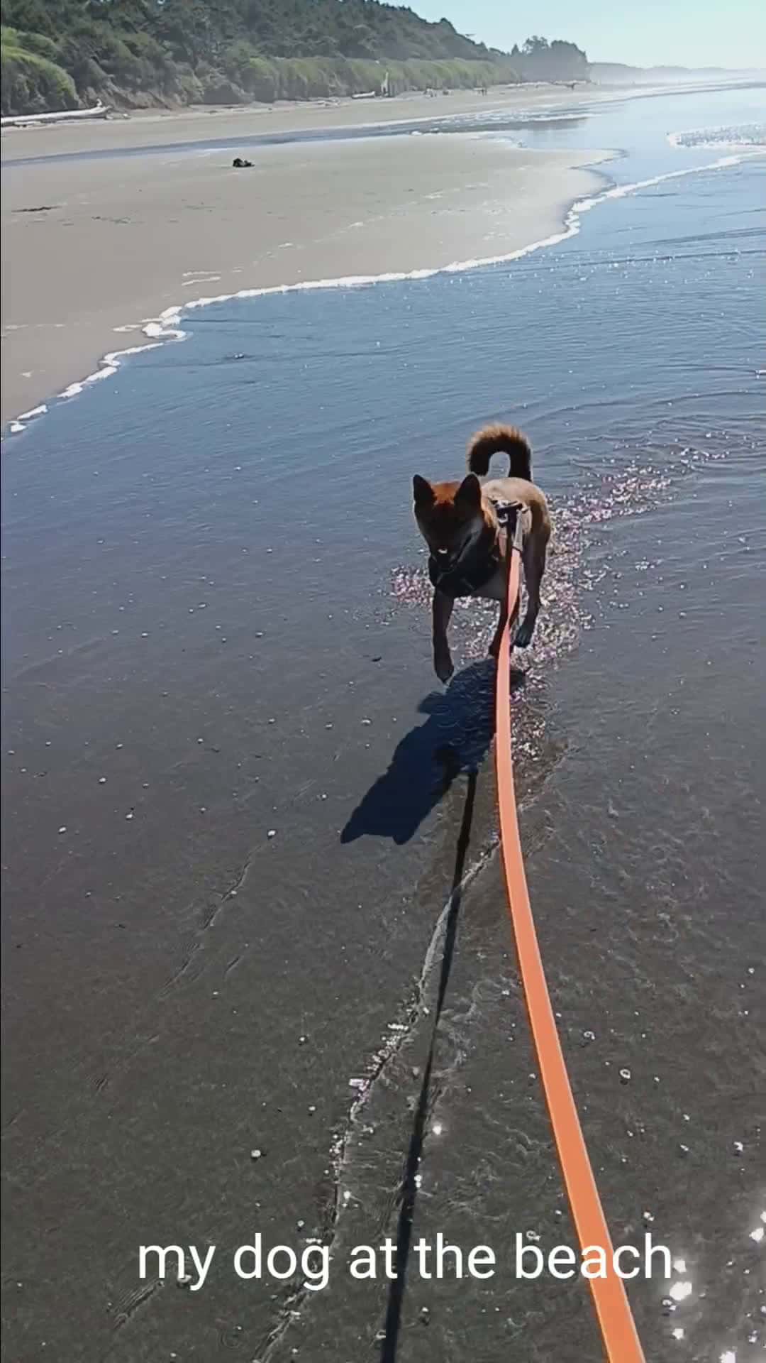 Cover for i love my dog