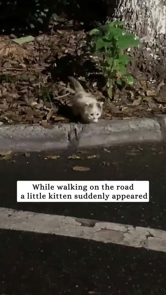 Cover for A little kitten suddenly appeared on the road rescue animal fyp kitten 31914 #shortvideosscoopz