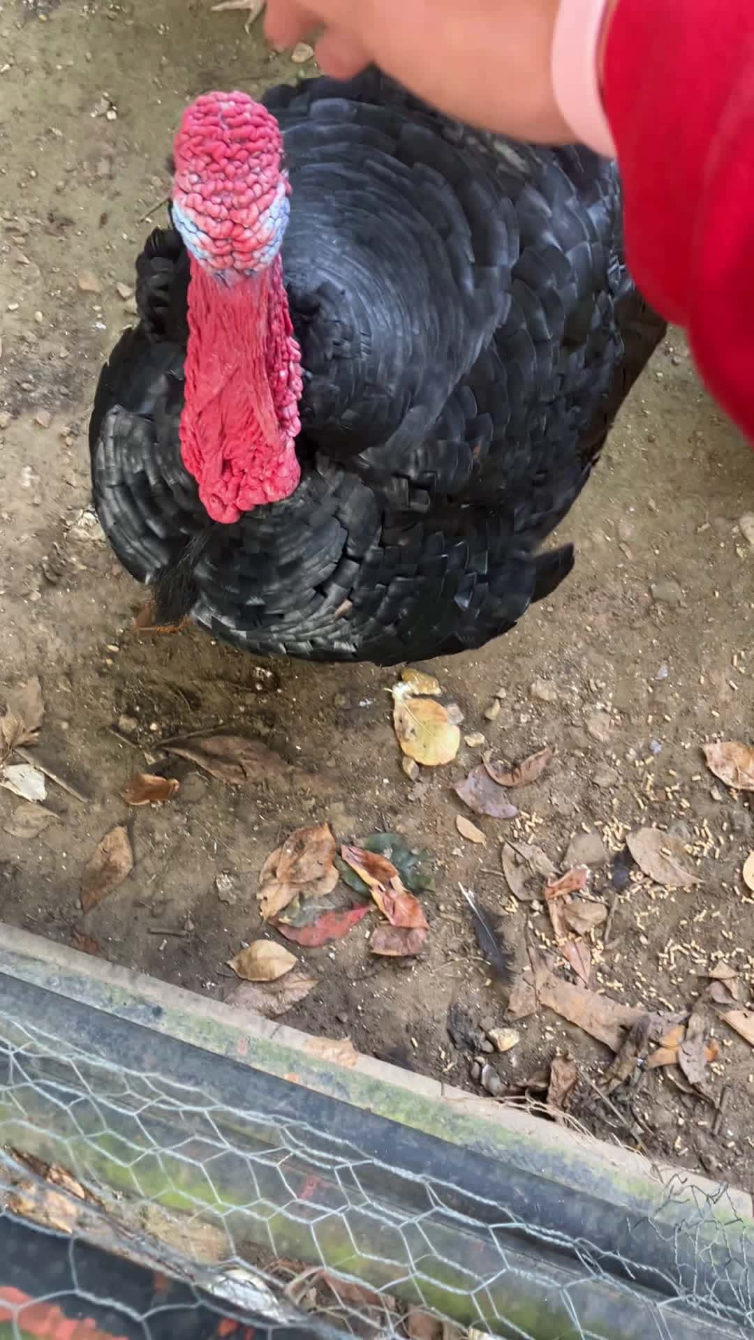 Cover for #turkeylife