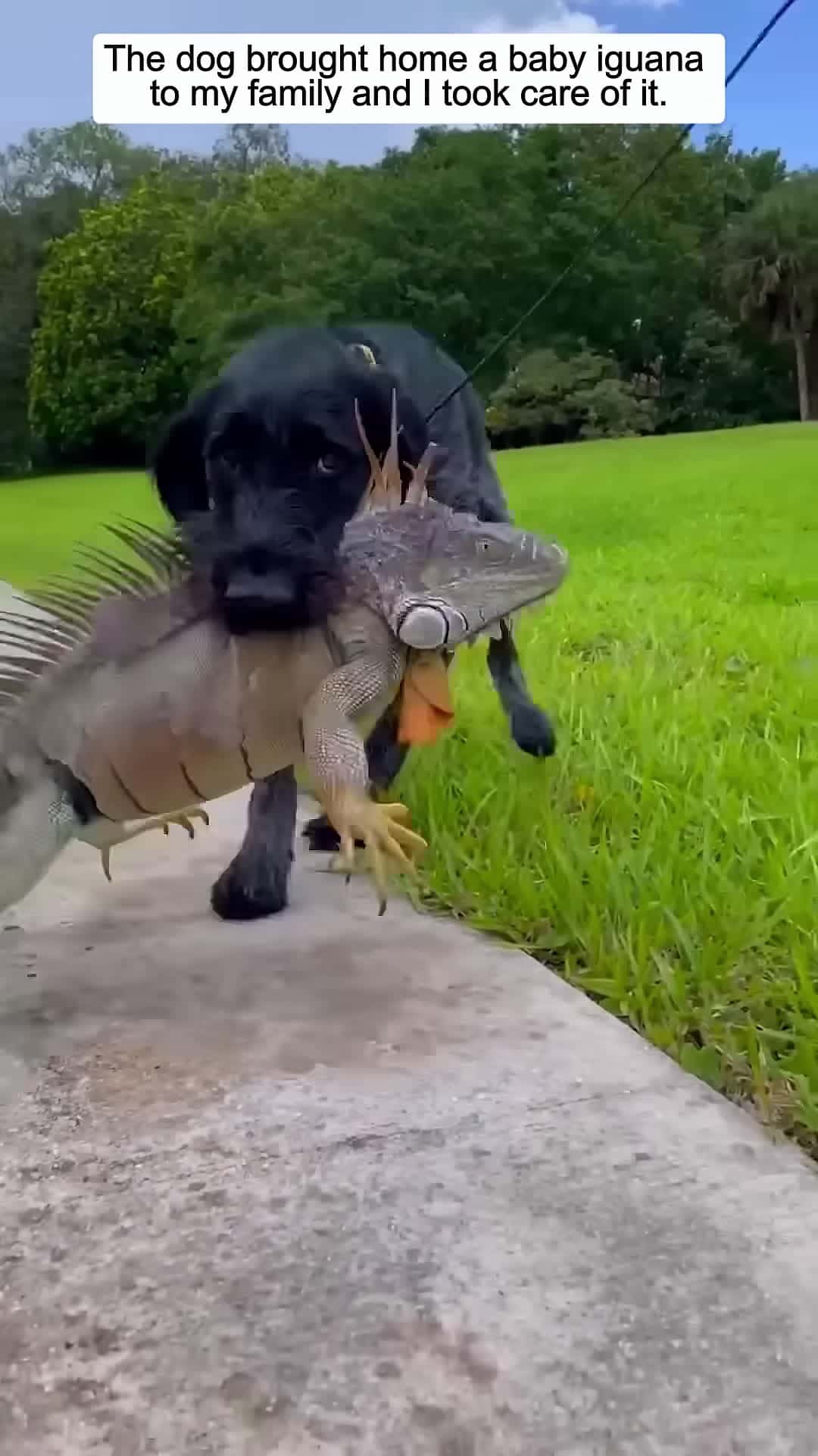 Cover for The dog brought home a baby iguana to my family and I took care of it animalshorts