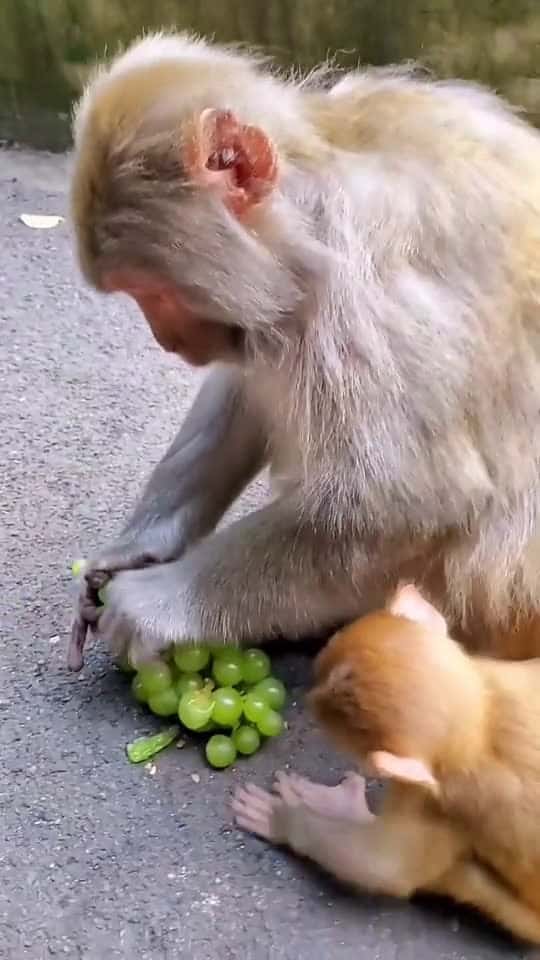 Cover for #monkey #foryou #grape