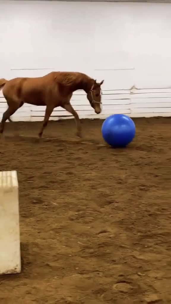 Cover for Amusing horse fyp funny animals horse foryou viral funnyvideos usa farm horsesoftiktok usa 04503 #trending