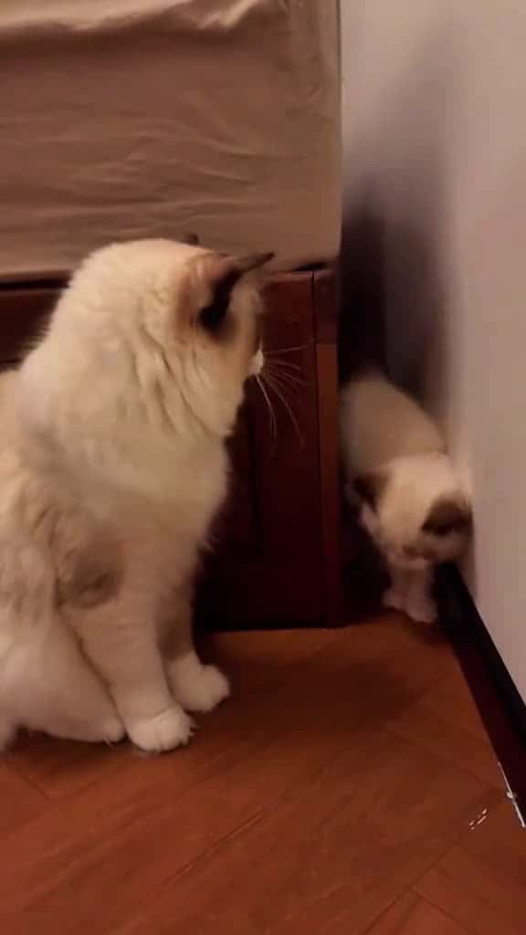 Cover for Funny meow ha ha  #funny  #funnyvideos  #fun