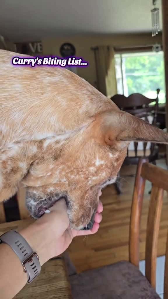 Cover for Curry's biting list is so much longer, these are just highlights. #GarnoHomestead #fyp #fypシ #bitinglist #redheeler #cattledog #LeCurry #Lawry #puppy #Inverted #dogsoftiktok #puppylove #foryou #doglover #dogs @Garno Homestead L...