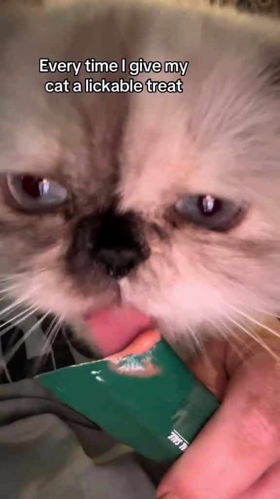 Cover for My cats love these lickable treats #likesugaronmytongue #treats #fyp #catsoftiktok #thedivakats  created by Thedivakats with Tyler, The Creator’s Sugar On My Tongue