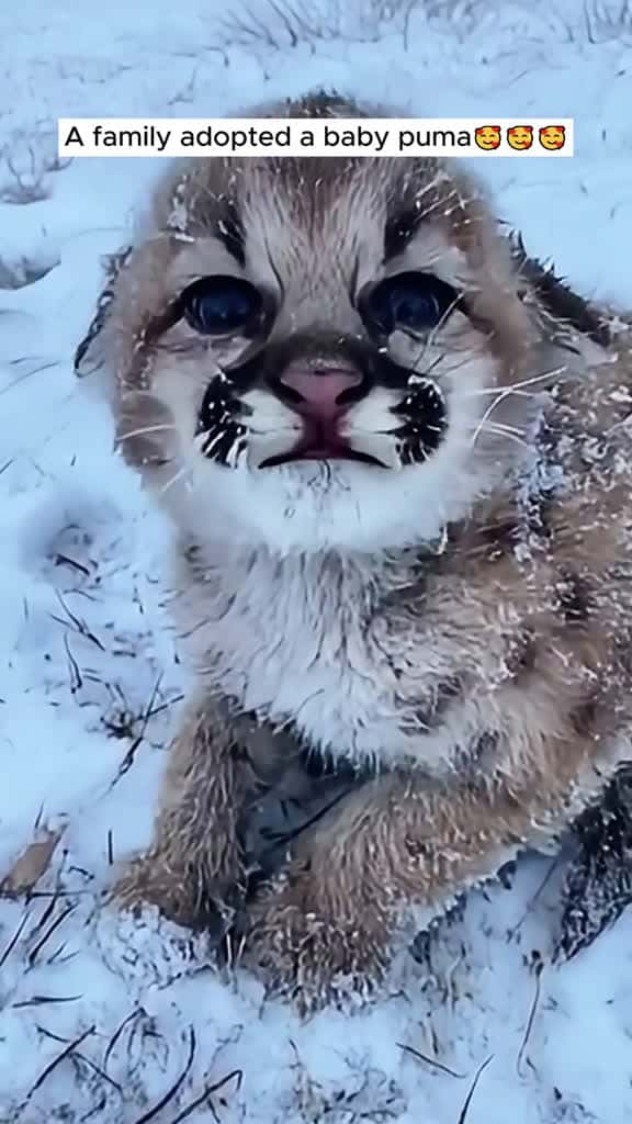 Cover for A family adopted a baby puma #animalrescue #rescue #animals #animalsoftiktok #fyp #puma #viral  #scoopz  #usa 