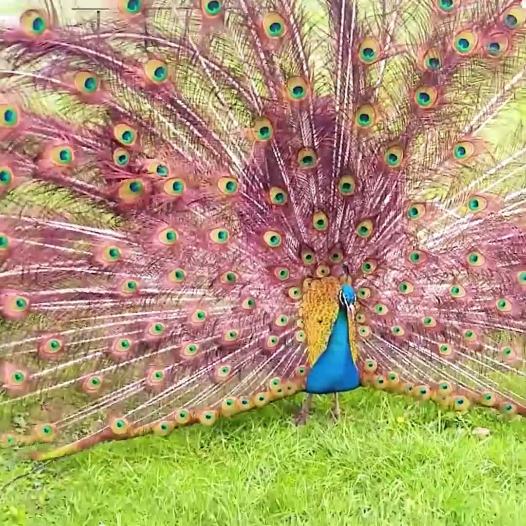 Cover for Funny Animals - Whos a pretty bird YOURE a pretty bird #funnyanimals #funnypetsvideo #amazinvideo #dogs #kittens #funnyvideo #trynottolaugh #puppy #funnyfail