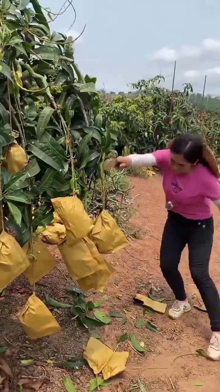 Cover for Mahachanok mango I need.