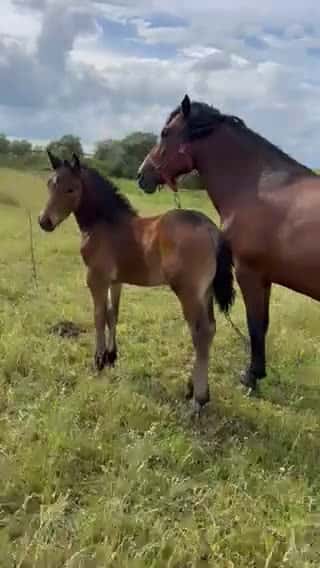 Cover for Best Horse Video 028 #horse #horsesoftiktok #horselover #horselife #horselifestyle #fpy