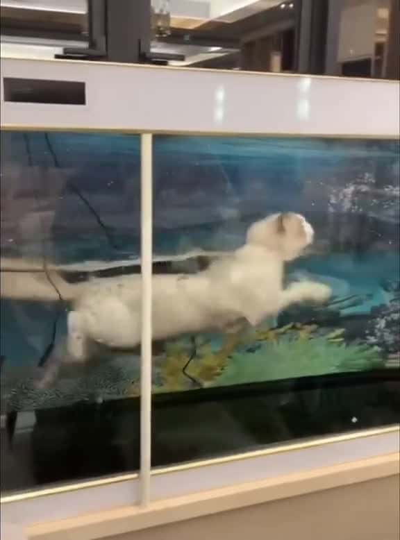 Cover for Cat s obsession with fish tanks graceful fall int fyp foryou funnyanimasl funnyvideo catso 91519 #us