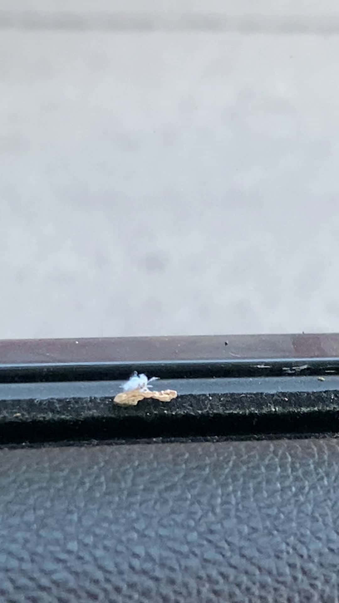 Cover for What type of bug is this 🪲🐛🪳🐜
