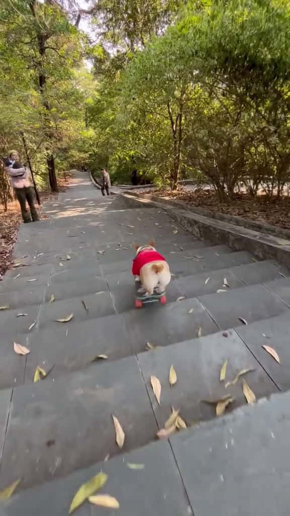 Cover for what happened dogsoftiktok corgi dogskateboard 14303 #trend