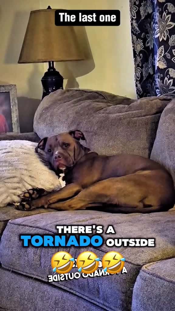 Cover for #voiceover #talkingdog #talkingcat #funnyvideos #funny #pets #funnyanimals #funnypets #funnymoments 