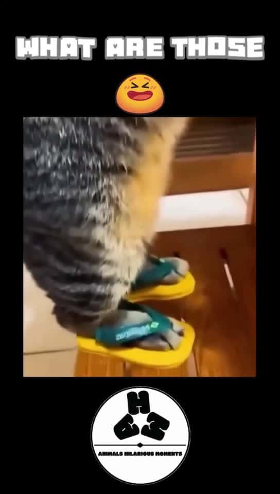 Cover for What Are Those#cats #sandals #whatarethose #memes #trending #following #viral #fyp #worldwide #AHMBrand