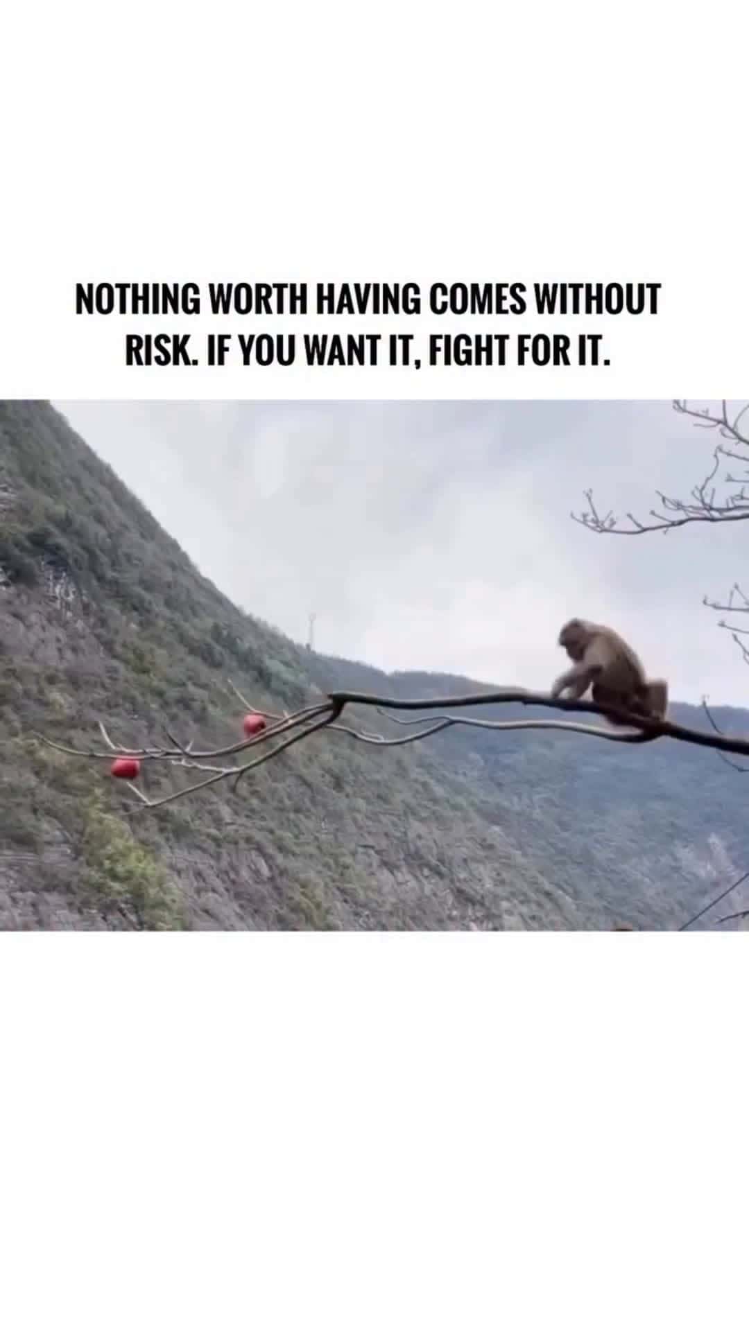 Cover for No risk , No Gain 🤯 #hustle  #knowledge  #animals #FirstVideoChallenge