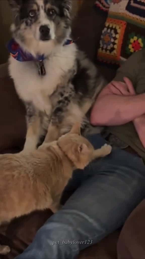 Cover for Cats who understand English catsoftiktok foryou fyp funnycat 14847 #us