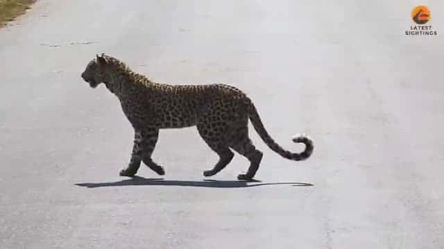 Cover for Leopard standing on hind legs to get better view of Impala - Kruger National Park