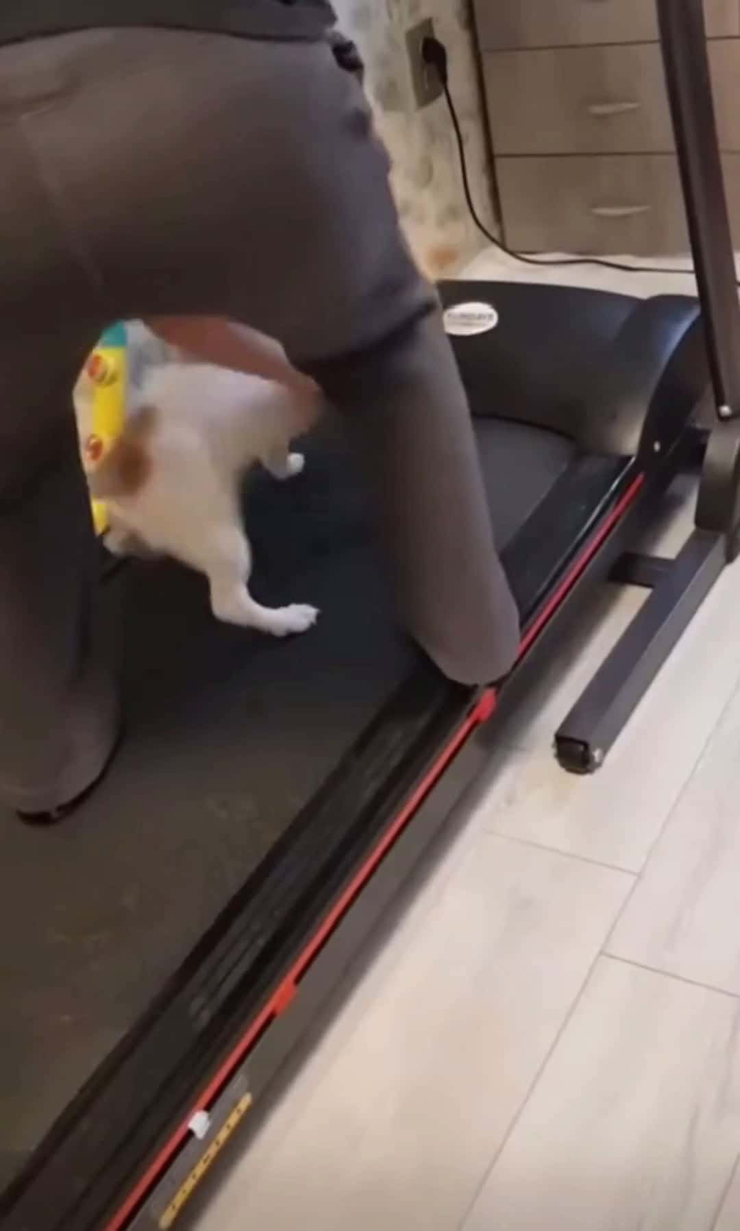 Cover for #sport #dog #live #fyp #cutedog #likе #comedia #funnyy #humor #vairal #dogs #2025 #sports #viral_video