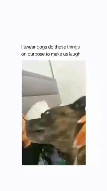 Cover for Funny and cute dogs compilation #funnydog #cutedog #dogoftiktok #doglover #dog #dogoftiktok #foryoupage #funnypet #doggo #talkinganimals #foryoupagereels #funnyanimals #foryou 841