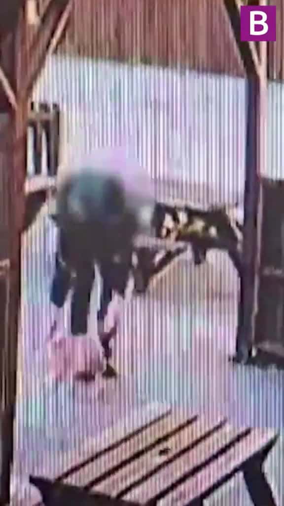 Cover for The owner of two-year-old Boston Terrier Skye is urging the person who has taken her to re 46998 #shortvideos