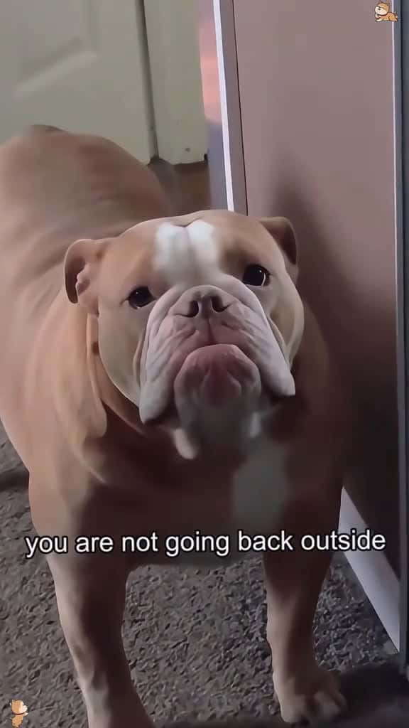 Cover for Dogs understand English Tatcha usa tik funny funnyvideos viral foryou dog 96575 #followMe