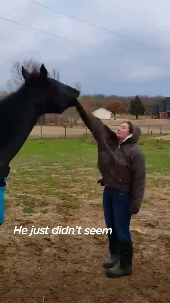 Cover for Horse ran home to get Dad when Mom needed help and saved her life (@hodgepodgerescue) 