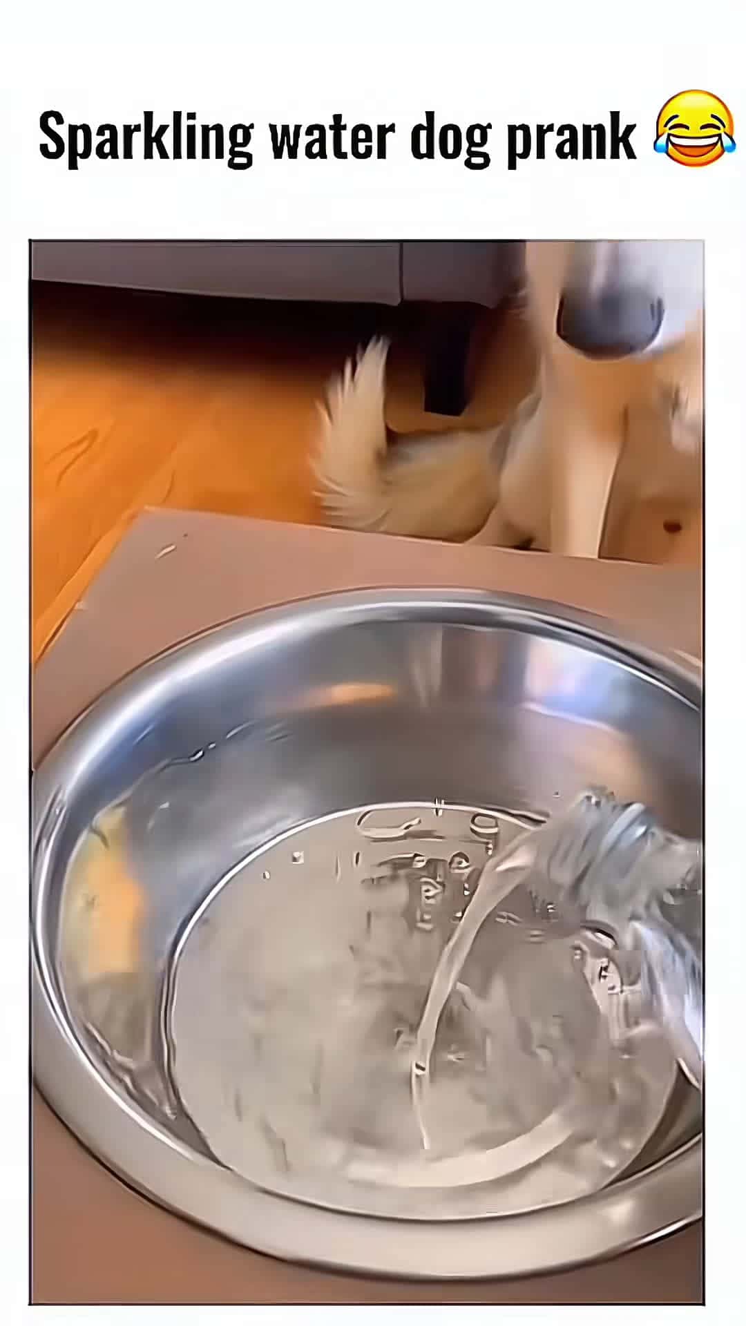 Cover for Funny animals 😂 #Pet #cat #dog #cute #animals #foryou #typ 