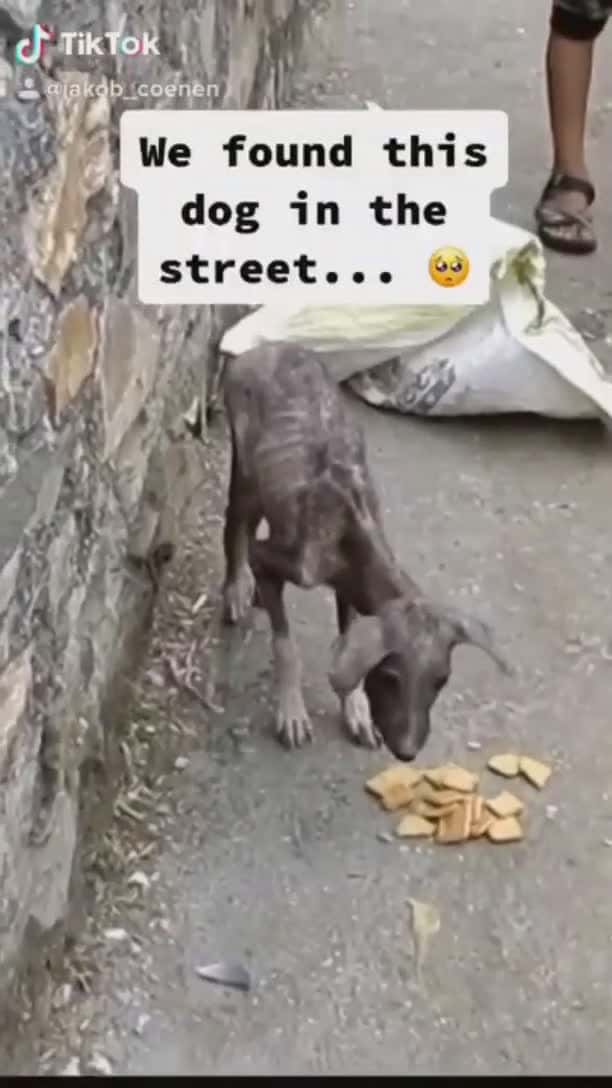 Cover for I rescued a poor homeless dog on a street and now return... #dog #doglover #dogrescue #funnydog #cutenessoverload #animalbehavior