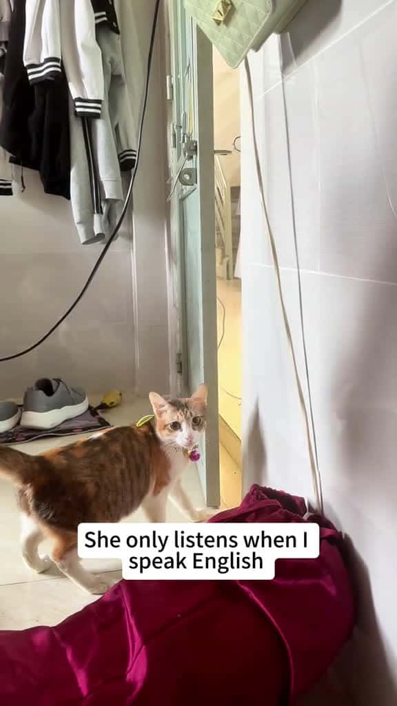 Cover for She asked nicely. I said no. Drama followed cat kitty fyp catlover catsoftiktok 23927 #followMe