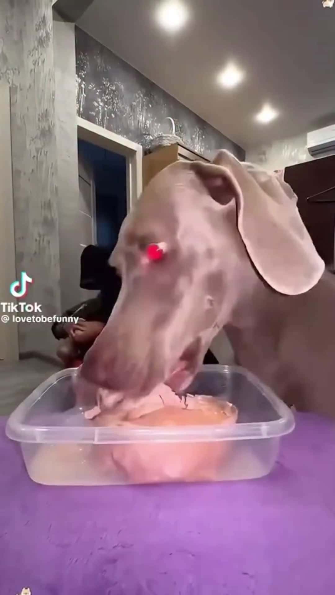 Cover for Other V/S My Dog         (Trian Your Dog At Home link in bio)💥 .#viral #viralvideo #video #reelsinstagram #foryou #viralreels #trendingreels #fyp #explore #trending #trend #fbreels#explorepage 