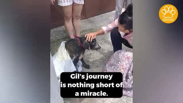Cover for Poor Abandoned Dog Shows Incredible Strength in Journey from Suffering to Joy