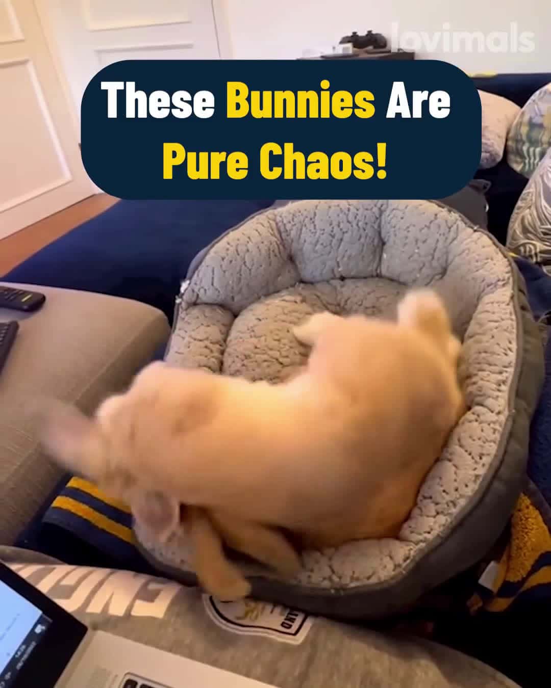Cover for Bunny Chaos!