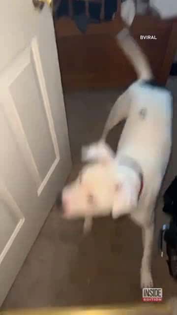 Cover for Dog Repeatedly Slams Door in Human Mom's