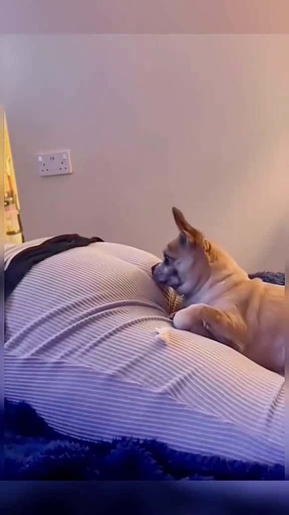 Cover for The end funny funnyvideo foryou funny funny 93963 #trend
