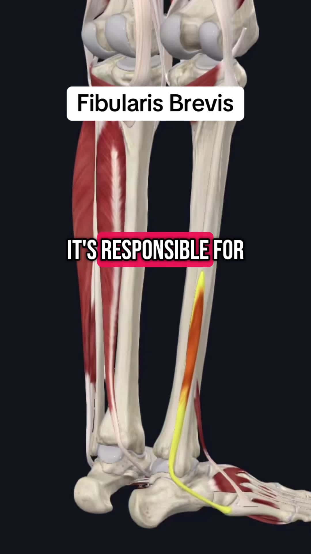 Cover for Follow for more!! #medical #medicalstudent #anatomyclass #anatomyandphysiology #anatomylesson #physicaltherapy #physicaltherapist #medicine #exercises #fyp #trending #medicaltiktok #healthcare #studyhacks #muscle