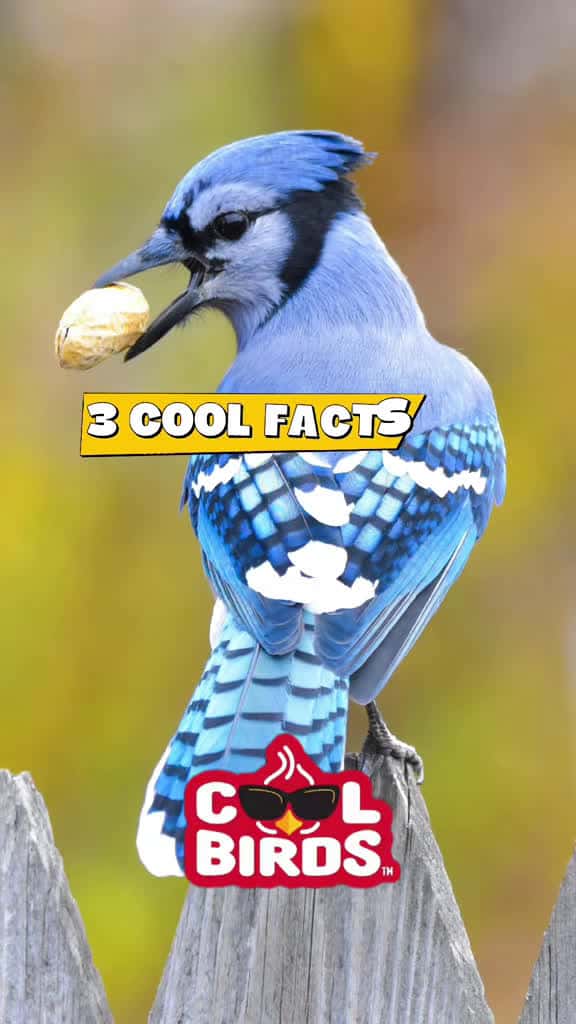 Cover for Did you know Blue Jays aren’t actually blue? Discover 3 mind-blowing facts about these amazing birds! 🐦 #BlueJay #BirdFacts #Wow
