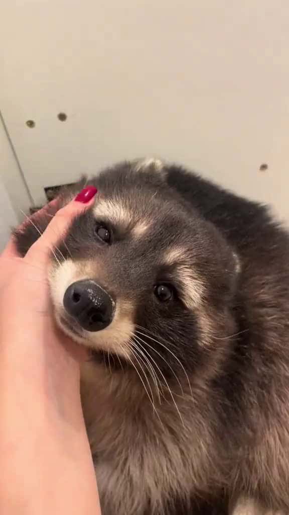 Cover for Who's the sweetest raccoon on the planet? 😌🦝