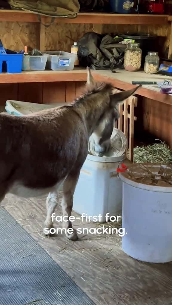 Cover for Funny little donkey fyp funny animals donkey usa farm funnyvideos viral viralvideo usa usa 30766 #ilovescoopz