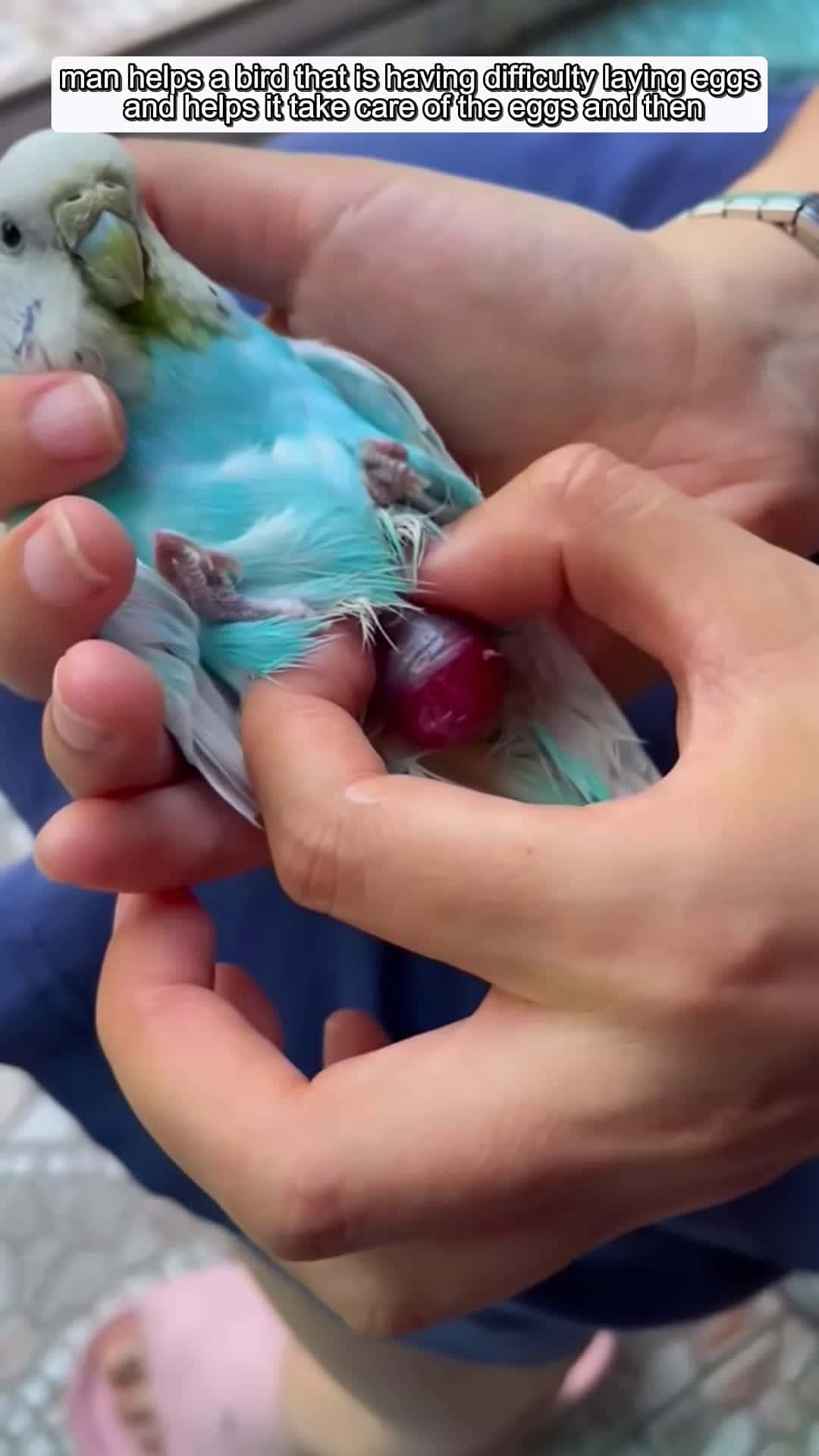 Cover for man helps a bird that is having difficulty laying eggs and helps it care for the eggs animalshorts