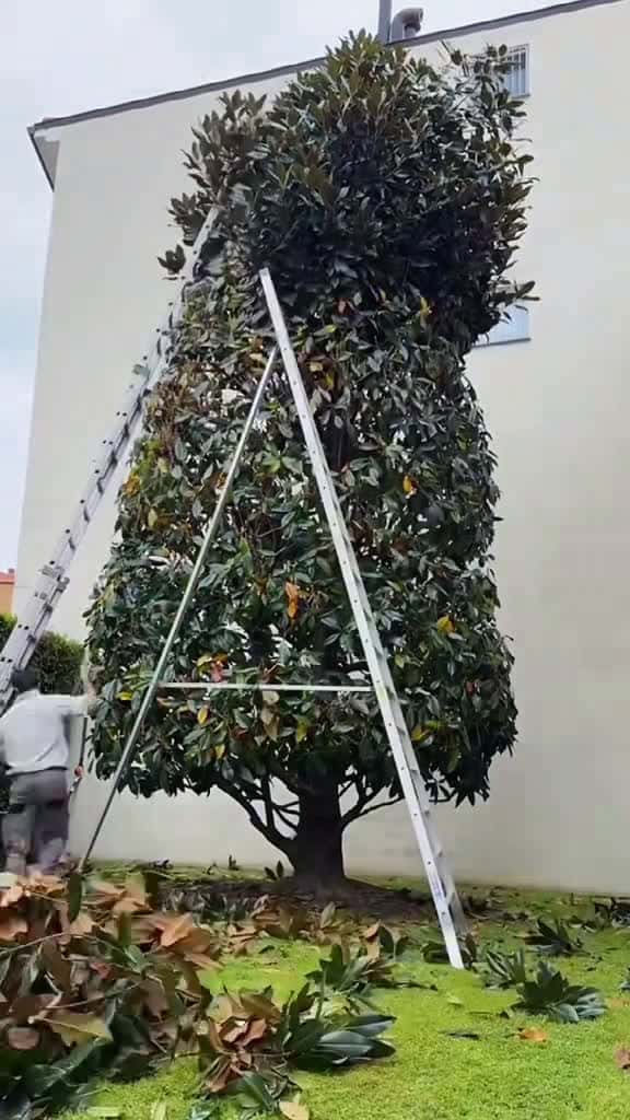 Cover for Such a relaxing and satisfying job garden gardentok cleaning cleaningasmr trimming hedges 20202 #american