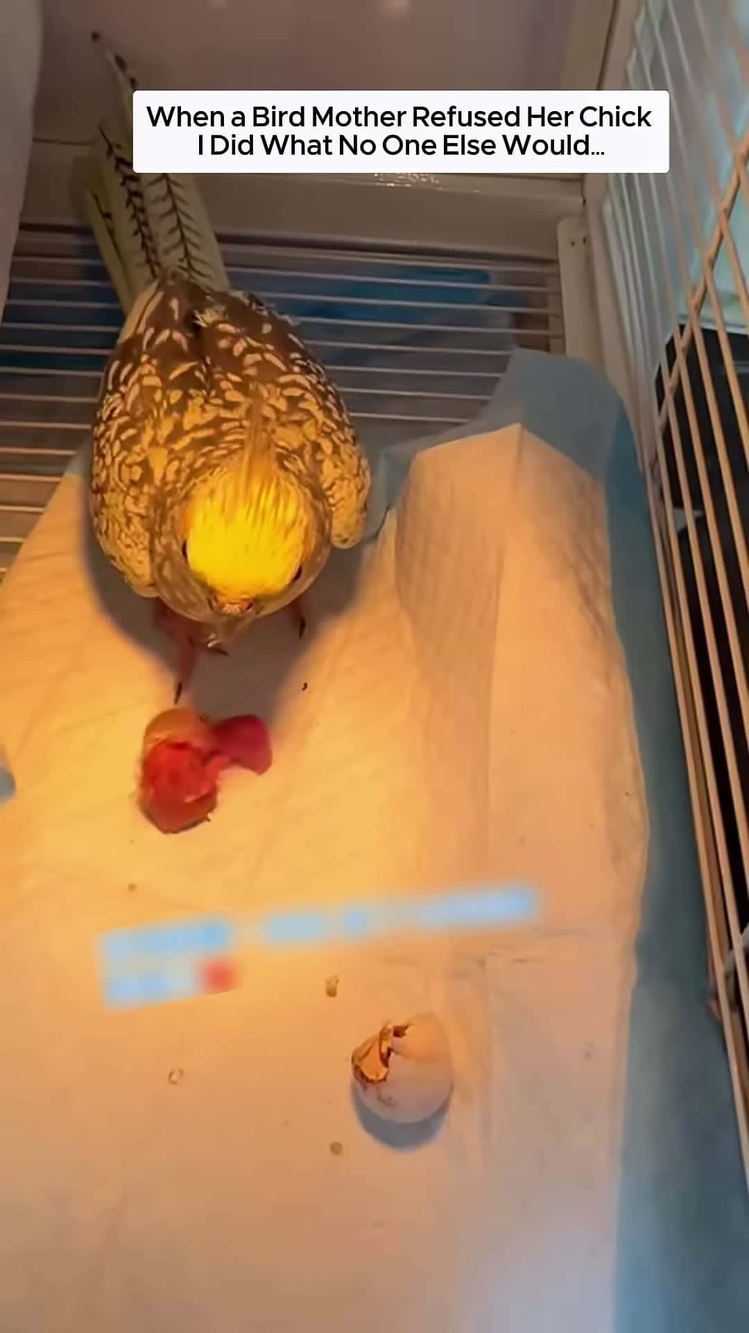Cover for This Baby Bird Was Left Behind and I Became Its New Family animalshorts