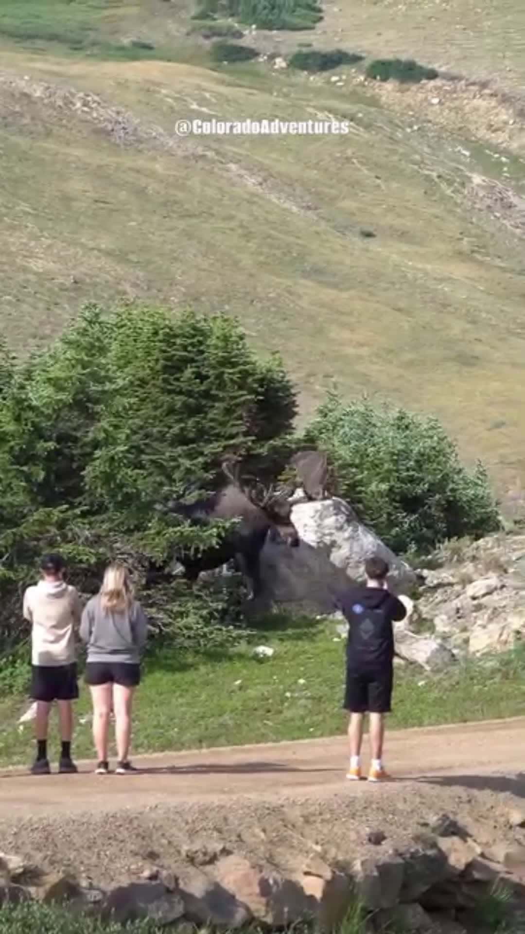 Cover for This is the biggest bull moose ever seen. #wildanimals