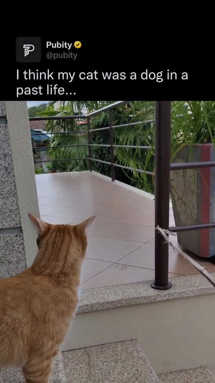 Cover for #FavMovieClip Some cats show behaviors that feel surprisingly dog-like. They might follow their owners from room to room, greet them at the door, or even learn to play fetch. Certain breeds like the Maine Coon or the Abyssinia