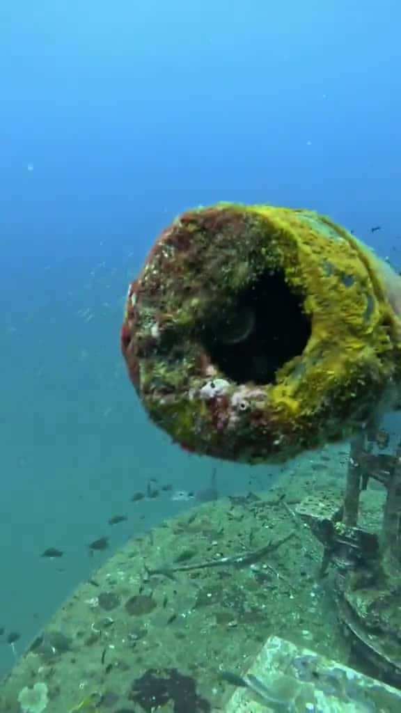 Cover for A diver gets a memory he will never forget. #OddlySatisfying