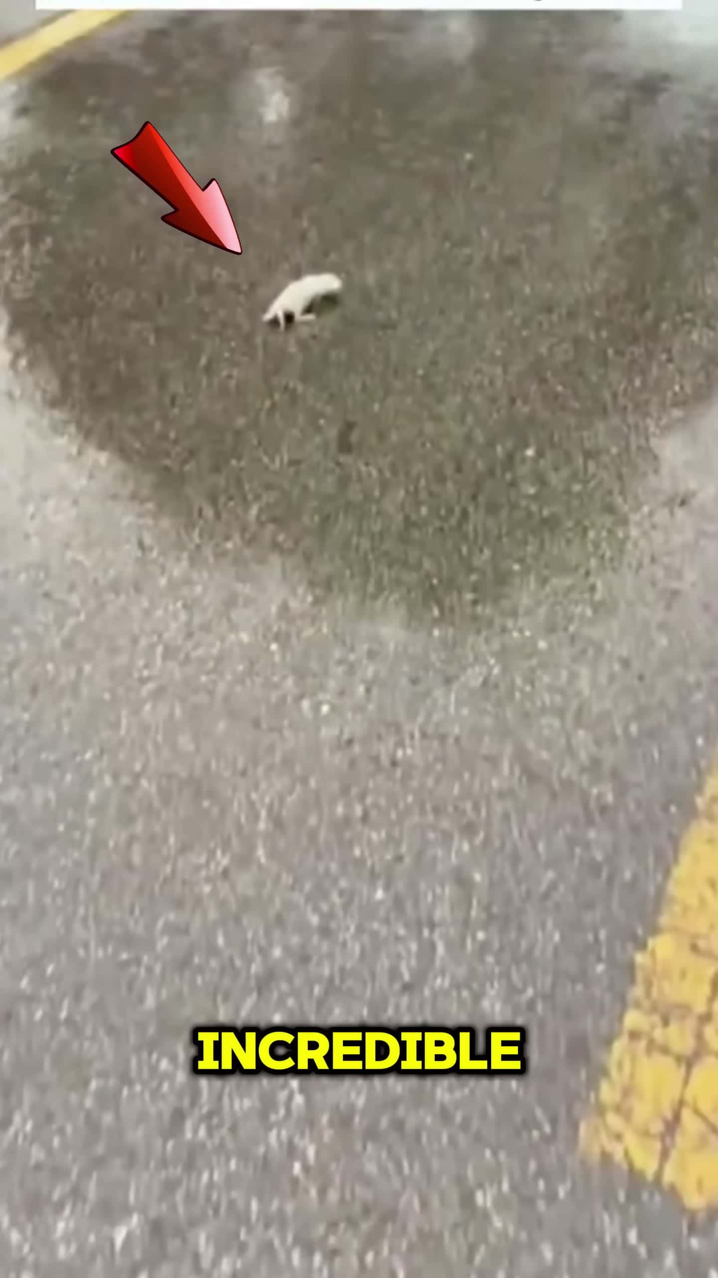 Cover for This Guy saved A fox Life That ended Up in True Friendship