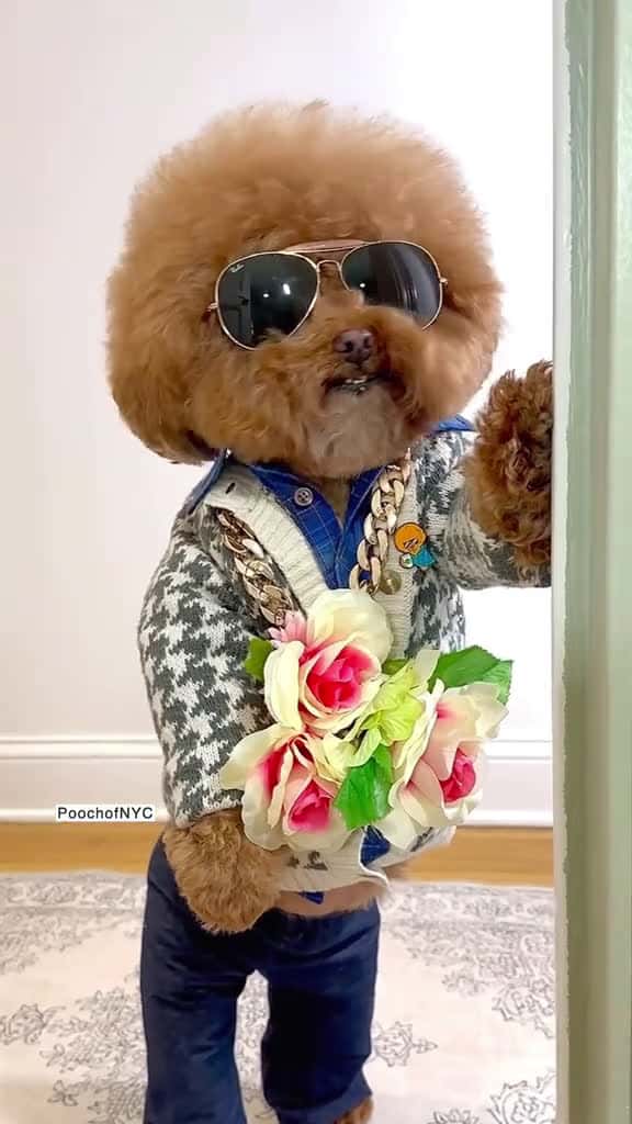 Cover for Handsome dog #funny 
